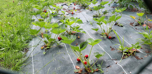 Gamm  vert Chamberet : Jardinerie
